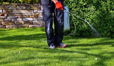 Best weed killer for lawns review