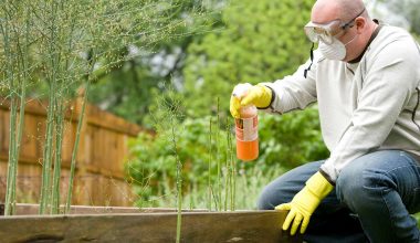 Everything you need to know about weed killers