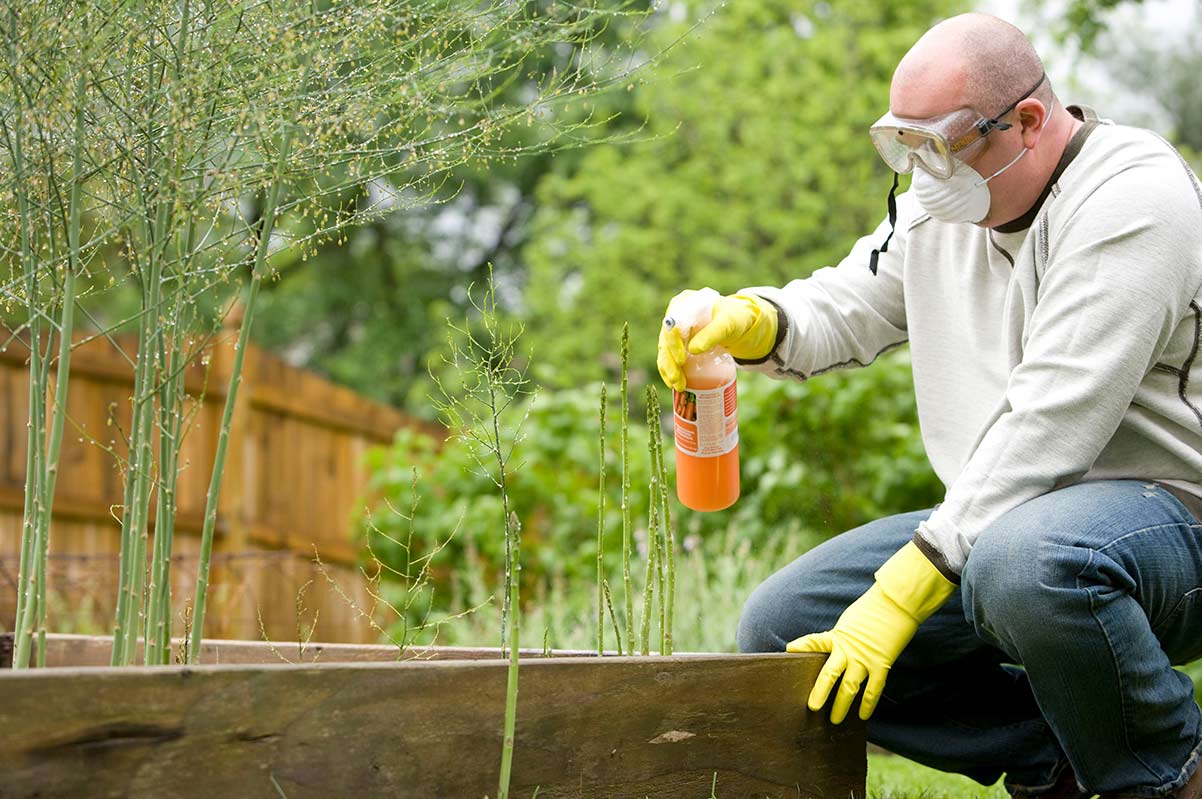 Everything you need to know about weed killers