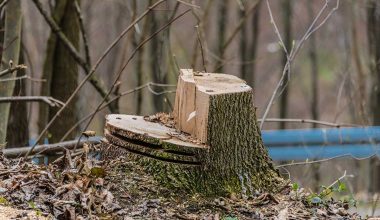 Felling Limbing And Bucking trees with a chainsaw