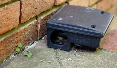 how to use rat poison safely