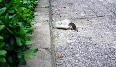rat poison and wildlife