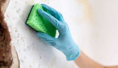 best mold remover