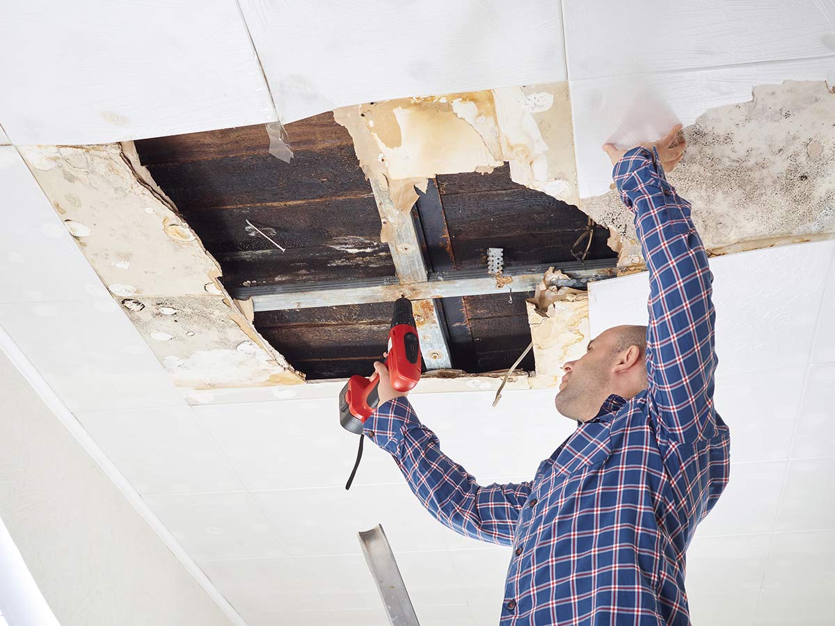 How To Remove Mold From Wood, Drywall, Tiles & Carpet - Workshopedia