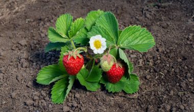 A guide to Strawberry Flowers
