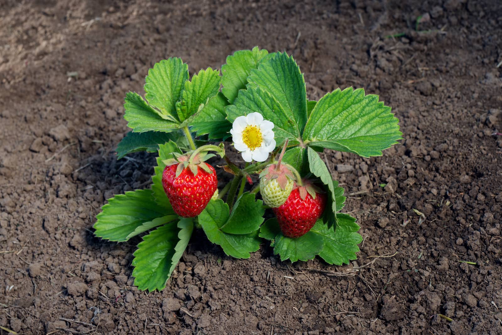 Strawberry Plant With Pink Flowers - markanthonystudios.net