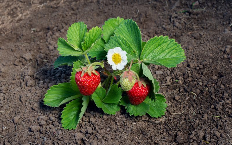 A Guide To Strawberry Flowers