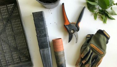 DIY homemade rooting hormone