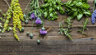 Planting a herb garden bed