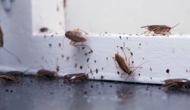 Roach Killer Reviewed