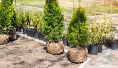 What is Root Ball Hedging