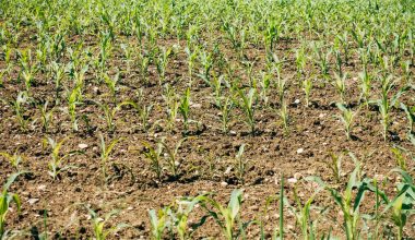 History of Fertilizer