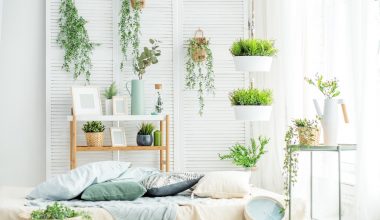 Low Maintenance Houseplants