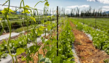 How to build a pea trellis