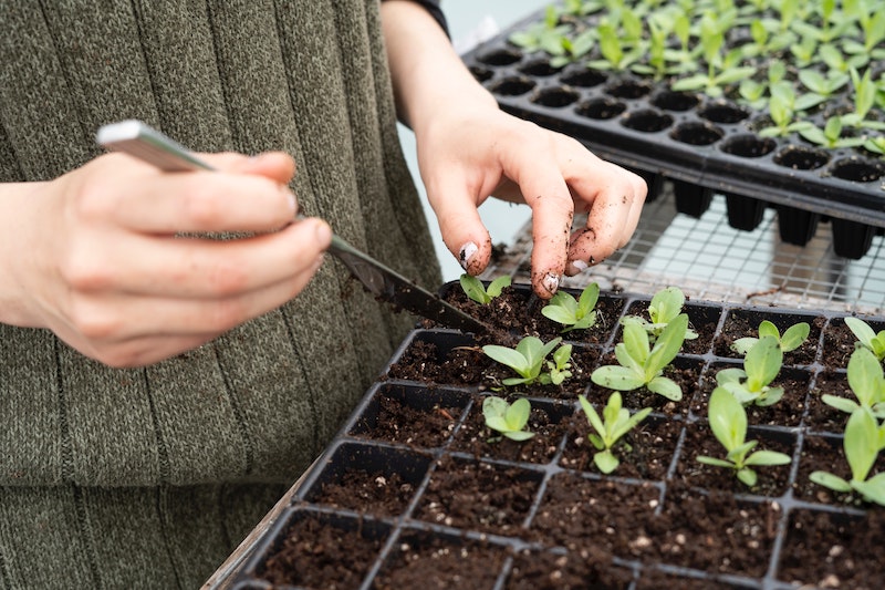 Planting Peas Seedlings