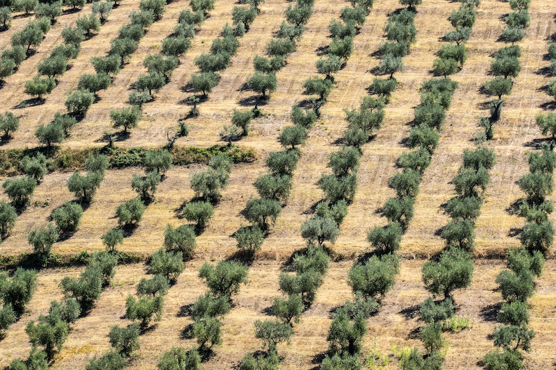 Olive Tree Farm