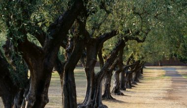 History of Olive Trees