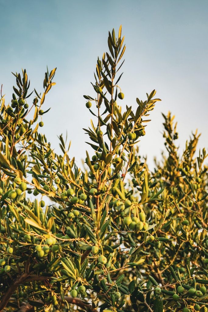 Olives growing on a tree