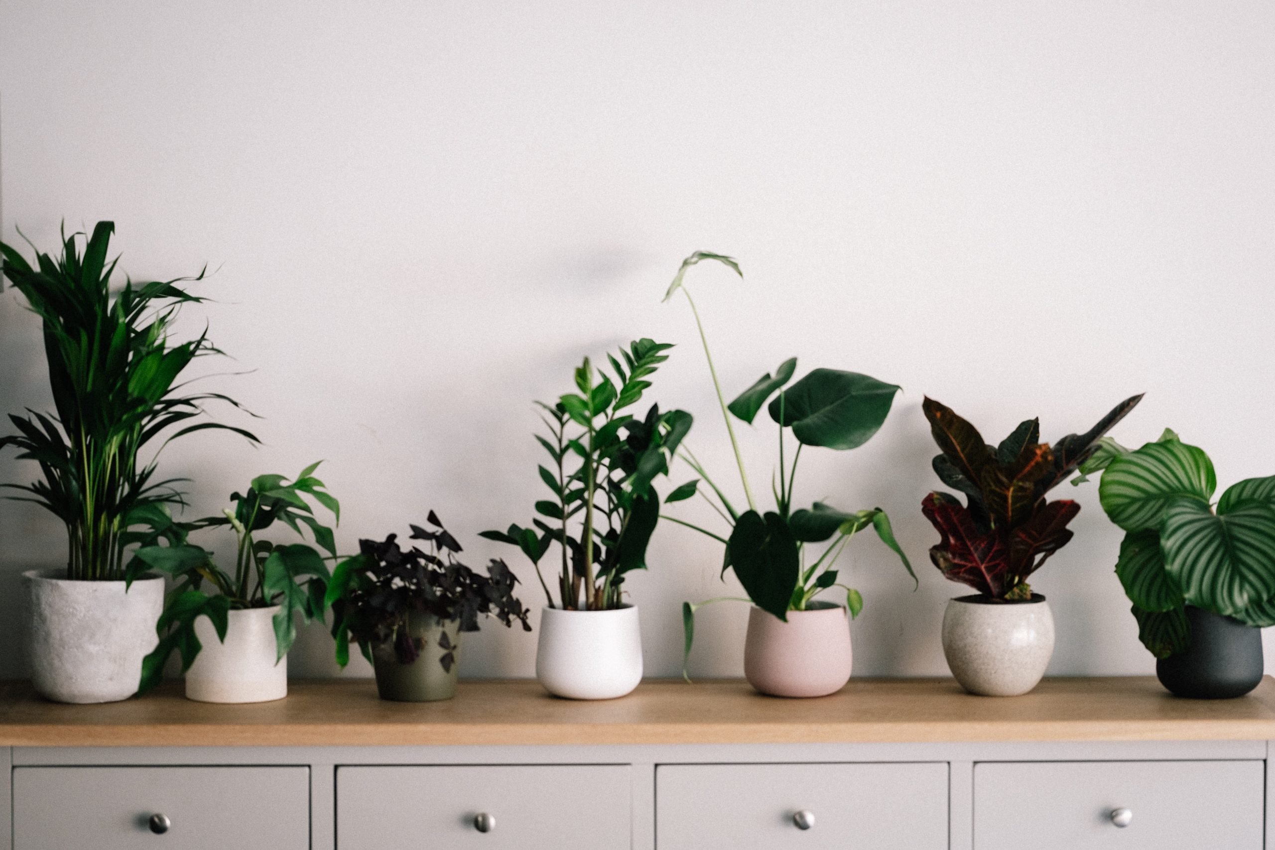 5-most-expensive-houseplants-and-why-workshopedia