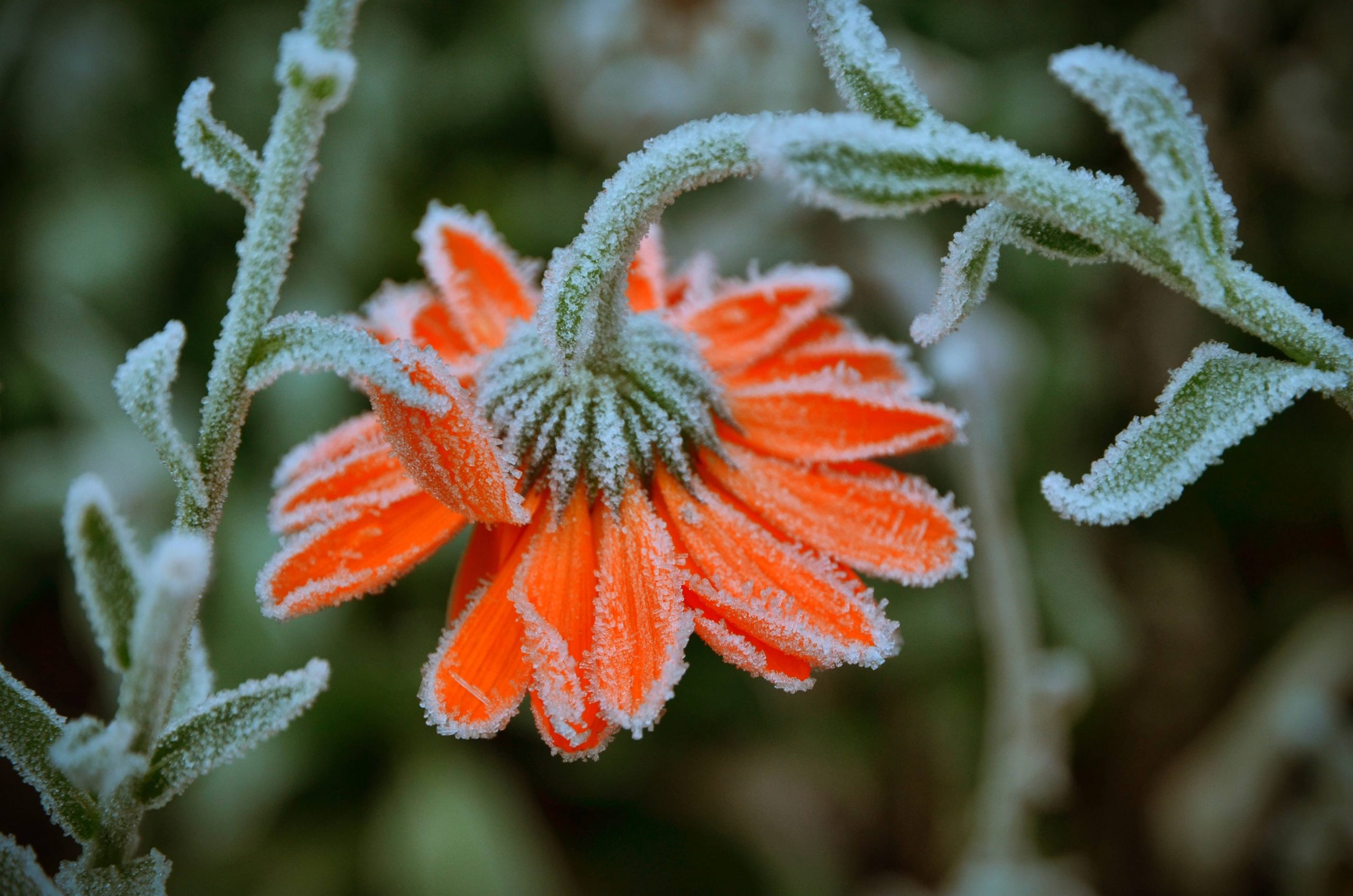 How To Protect Plants From Frost Workshopedia 6073